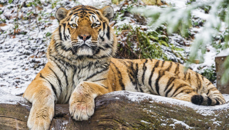 25 сентября Дальний Восток отмечает День Тигра - «Экология России»