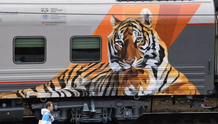 Как защищают тигров в России: «тигриный» поезд, сохранение лесов и спецгруппы по решению конфликтов - «Экология России»