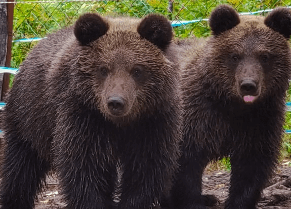 На Алтае в дикую природу вернули медвежат-сирот - «Экология России»