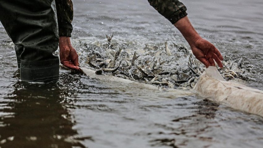 Более полумиллиона мальков толстолобика выпустили в реку Воронеж в Липецке - «Экология»