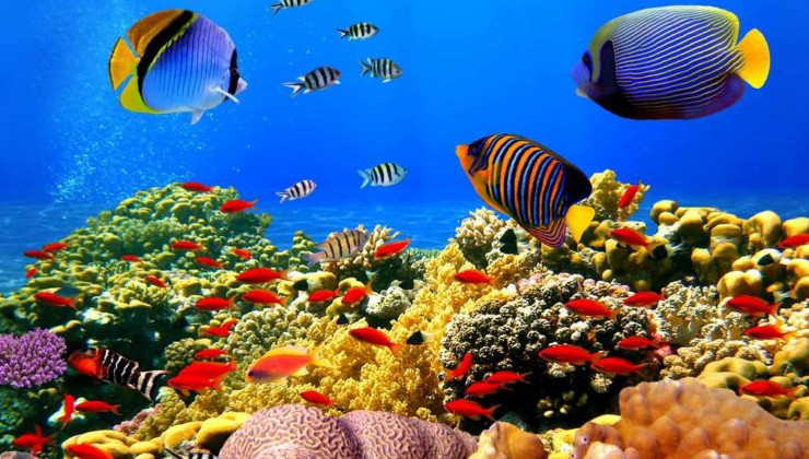 У океана, как отдельного живого организма, должны быть свои права - «В мире»