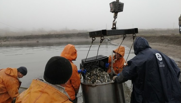 Атомщики выпустили в пруд-охладитель шесть тонн молоди толстолобика - «Экология России»