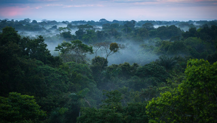 Бразилия, Индонезия и ДР Конго намерены создать тропический союз - «В мире»