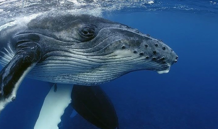 Ежедневно киты проглатывают более 10 млн пластиковых микрочастиц - «В мире»