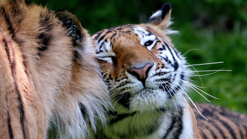 Россия и КНР могут создать международный заповедник для тигров и леопардов - «Экология»