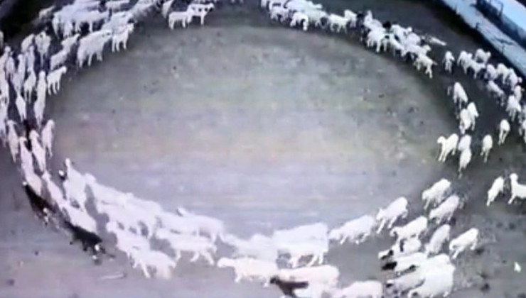 В Китае сотни овец ходят по кругу две недели подряд - «В мире»