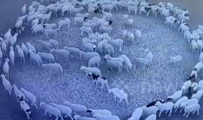 В Китае сотни овец ходят по кругу две недели подряд - «В мире»