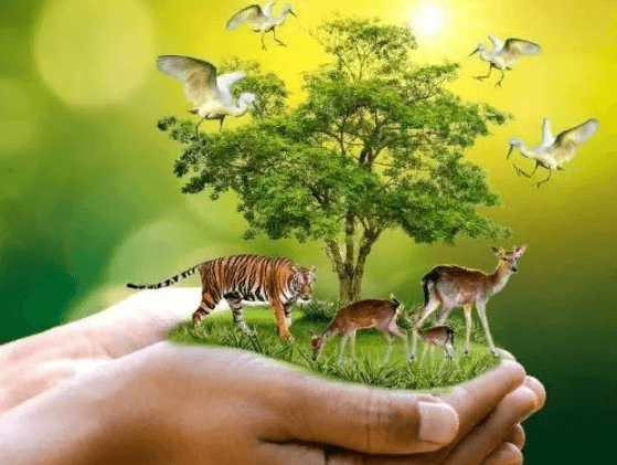 Более 190 стран подписали «пакт мира с природой» - «В мире»