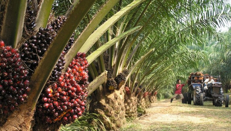 Масличные пальмы могут ускорить вымирание четверти редких животных Африки - «В мире»