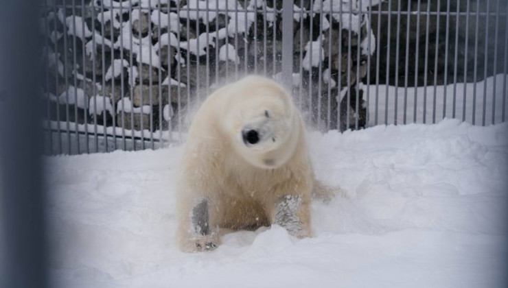 Медведь Диксон повалялся в настоящем снегу - «Экология России»