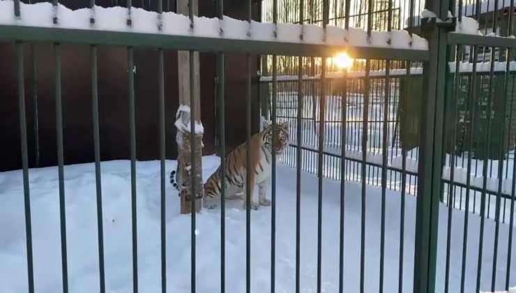 В «Доме тигра» отметили день рождения слепой тигрицы Авроры - «Экология России»