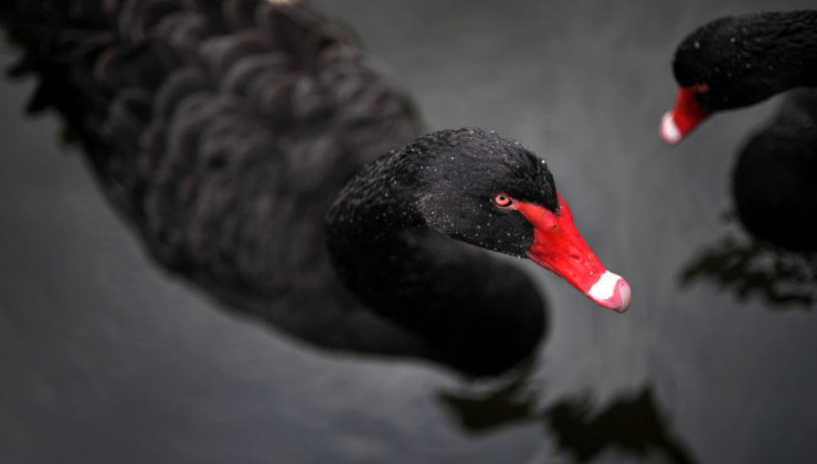 Черные лебеди могут исчезнуть из-за птичьего гриппа - «В мире»