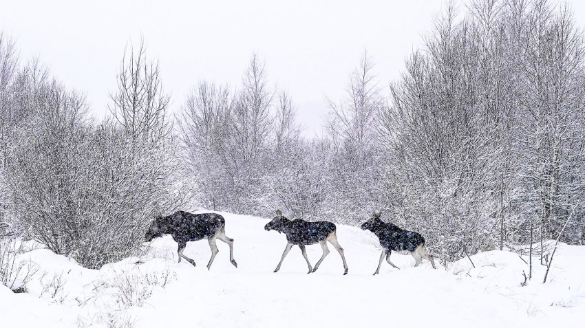 Лосей, соболей, рябчиков и волков посчитают на Ямале - «Экология»