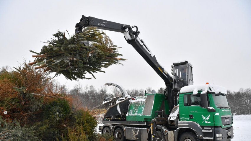 Жители Подмосковья сдали на переработку 64 тысячи новогодних елок - «Экология»