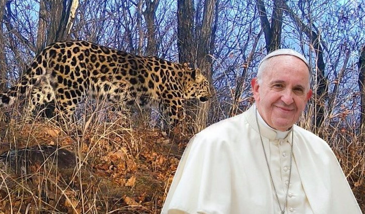 Папа Римский стал хранителем дальневосточного леопарда - «Экология России»