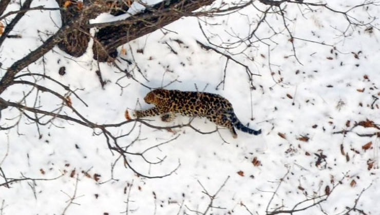 В Приморье обнаружили нового леопарда и тигра - «Экология России»