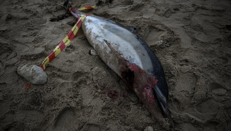 910 тел дельфинов найдено на побережье Франции - «В мире»