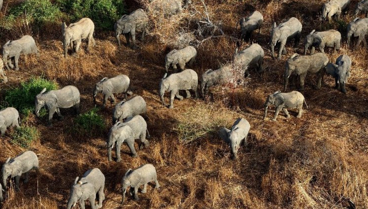 Браконьеры в Чаде убили по меньшей мере 5 слонов - «В мире»