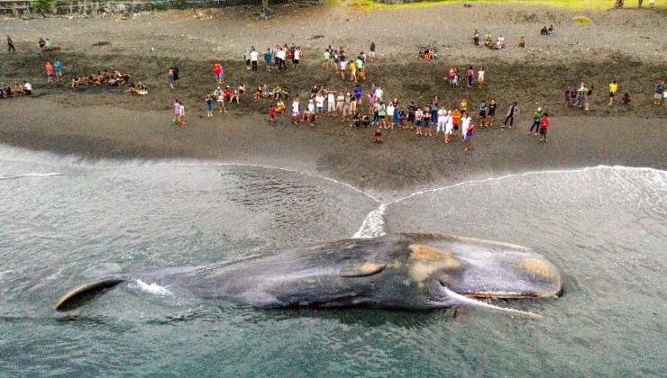 На Бали выясняют причины гибели 18-метрового кита, выбросившегося на берег - «В мире»