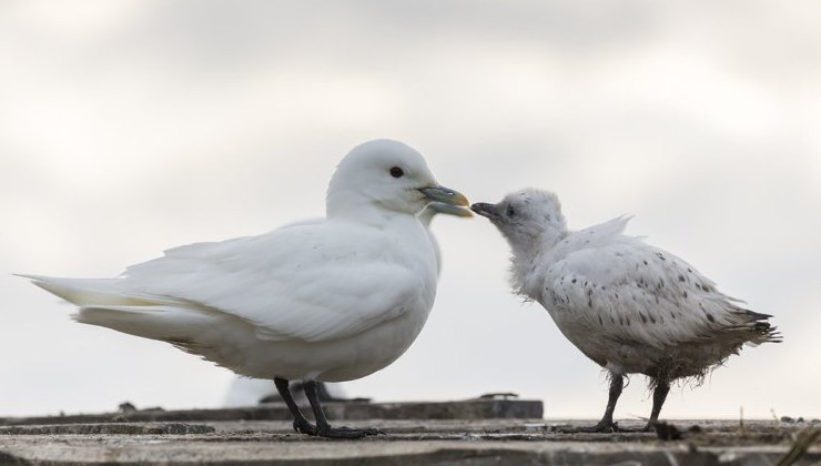 Ученые заявляют о сокращении популяции белой чайки в Арктике - «Экология России»