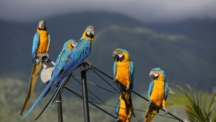 Амбициозный проект ветроэлектростанции в Бразилии остановили попугаи ара - «В мире»