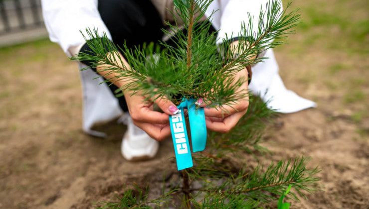 Миллион деревьев высажен на воронежском карбоновом полигоне - «Зеленая Экономика»