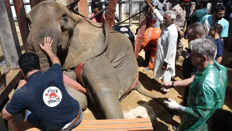 После гибели слонихи в Карачи могут закрыть зоопарк - «В мире»