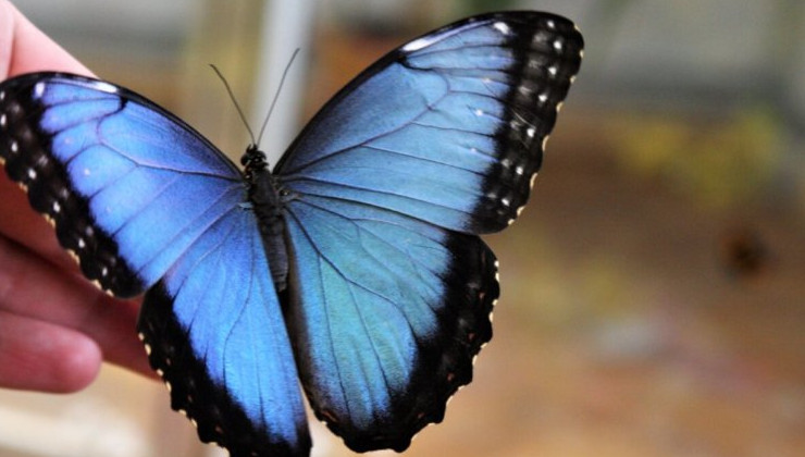 В Европе на 36% сократилась популяция 17 видов бабочек - «В мире»