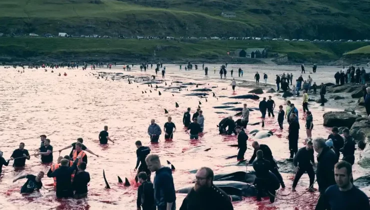 Более 500 дельфинов убиты на датских Фарерских островах после возобновления охоты в мае - «Экология России»