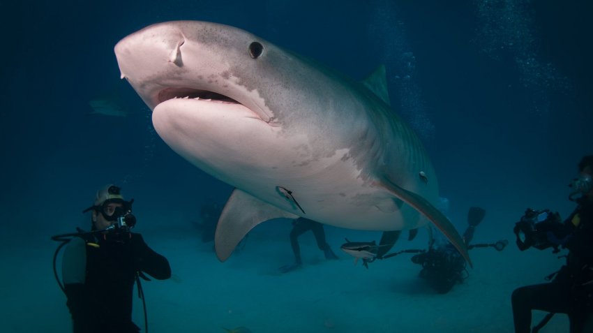 Человека может раскусить пополам: за кем охотятся акулы в Египте - «Экология»