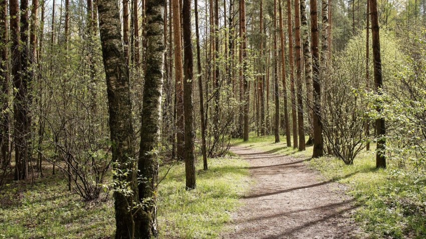 Ленобласть стала одной из лучших в России по ведению лесного хозяйства - «Экология»