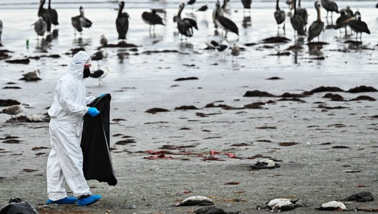 В чили погибло 3500 бакланов. Не из-за птичьего гриппа - «В мире»