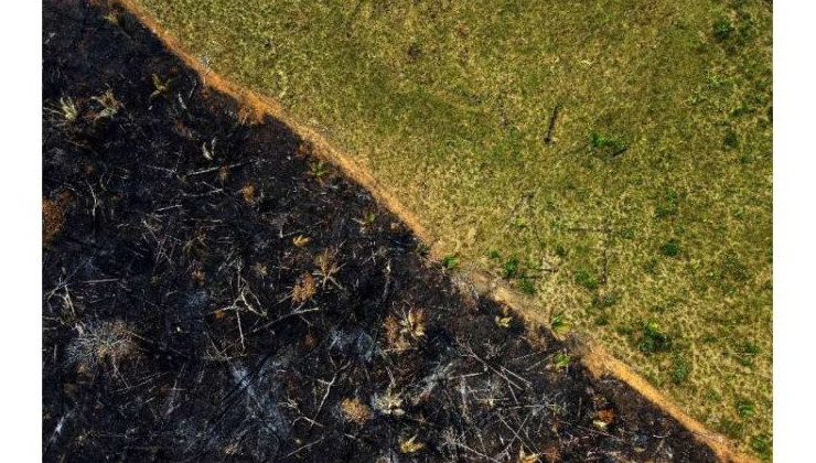 Вырубка лесов бразильской Амазонии снизилась на треть - «В мире»
