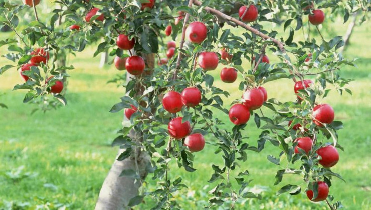 Французские экоактивисты уничтожили девять тысяч яблонь - «В мире»