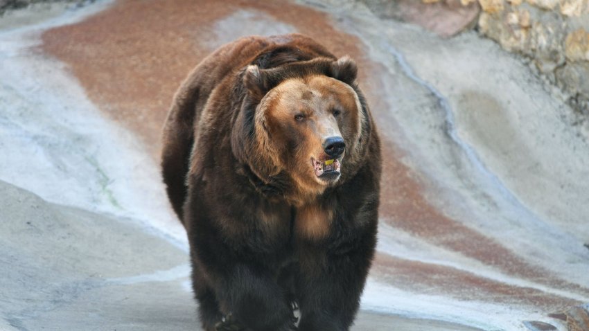 Ученые на Ямала организуют экспедицию, чтобы надеть ошейники на медведиц - «Экология»