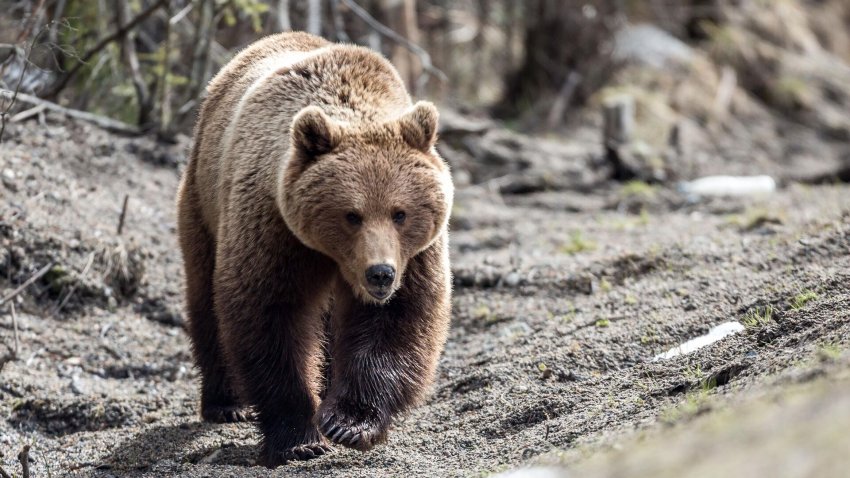В Башкирии медведи напали на грибника и пастуха - «Экология»