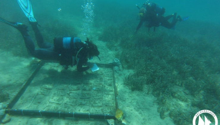 На дне Эгейского моря высаживают подводные луга - «В мире»