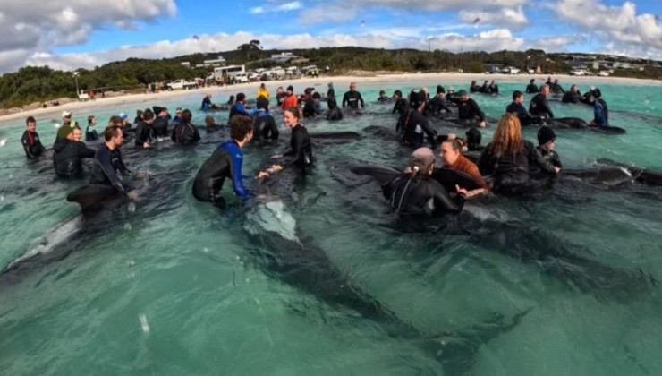 Около сотни китов выбросились на берег в Австралии - «В мире»