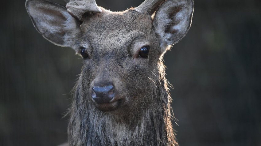 Мурманский заповедник попросил власти помочь из-за казни оленей в Норвегии - «Экология»