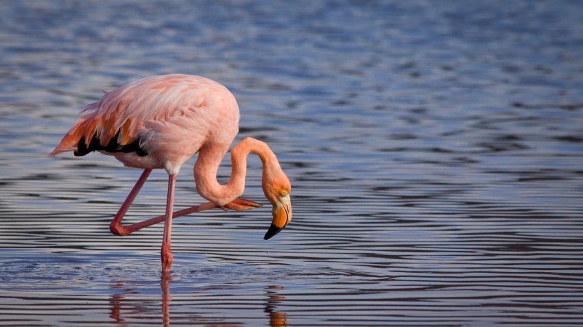 На Оку в Пущино прилетел розовый фламинго - «Экология»