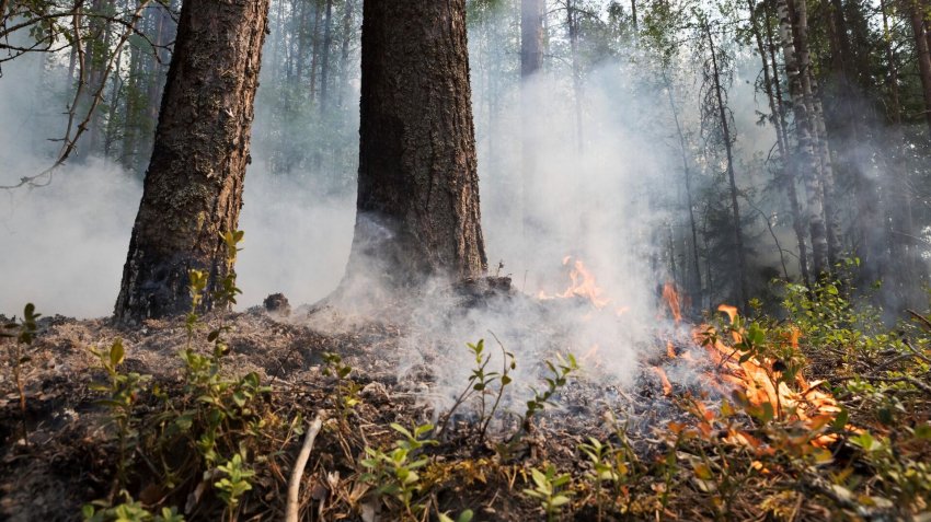 За сутки на Ямале потушено 13 природных пожаров - «Экология»