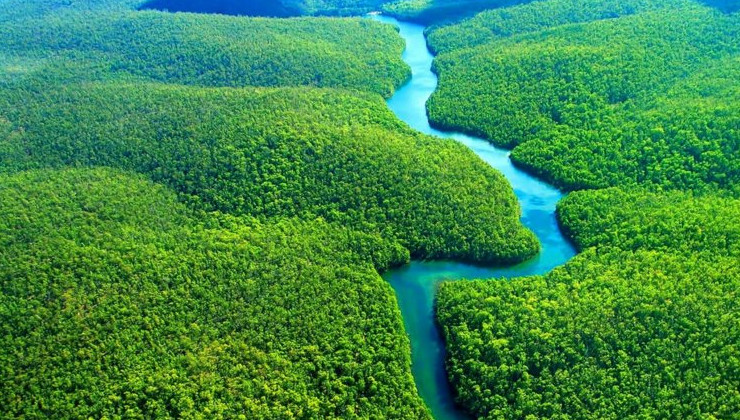Мировые лидеры собрались в Бразилии, чтобы обсудить спасение тропических лесов - «В мире»