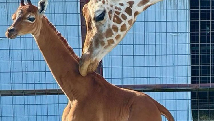 В Америке родился единственный в мире жираф без пятен - «В мире»