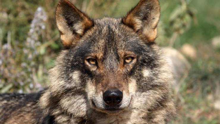 В испанской Андалусии волки объявлены исчезнувшим видом - «В мире»