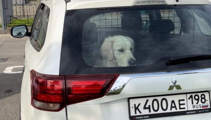 Депутат Владимир Бурматов занялся судьбой запертой в автомобиле собаки - «Экология России»