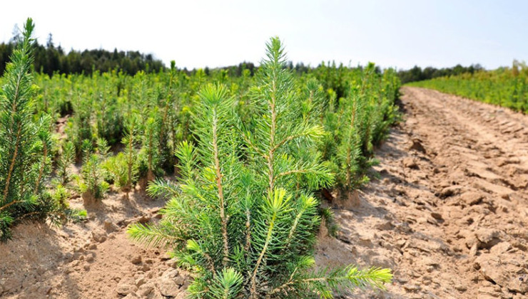 Лесопитомник в Коми высадил более 86 млн деревьев за 15 лет - «Зеленая Экономика»