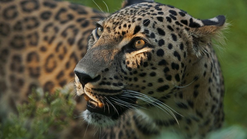 Президент РФ пообещал главе Минприроды помочь с самками и самцами леопардов - «Экология»