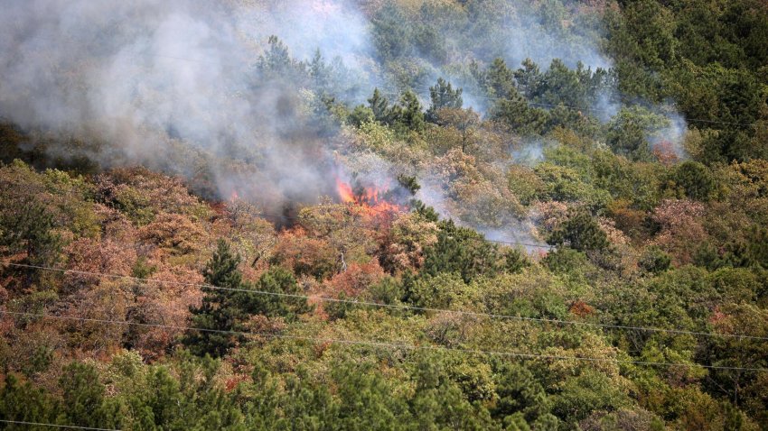 При пожаре в Геленджике погибло очень много краснокнижных деревьев - «Экология»