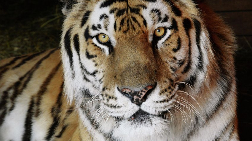 Путин поблагодарил тех, кто создает условия для жизни амурских тигров - «Экология»