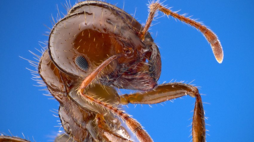 Ученые: "один из худших" инвазивных видов муравьев впервые проник в Европу - «Экология»